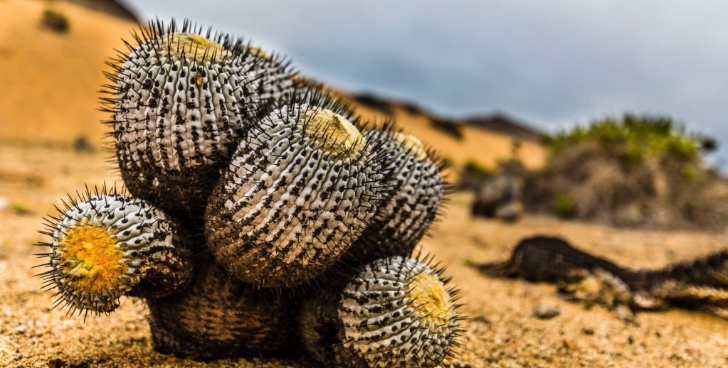 Cactáceas del norte de Chile