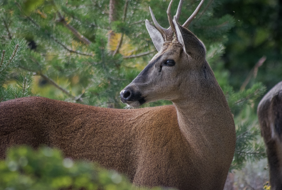 Huemul
